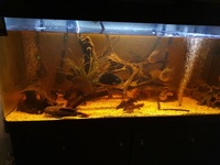 Boyu 600litre tropical tank and fish