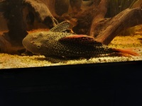 Cactus pleco