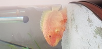 Sell Cichlids