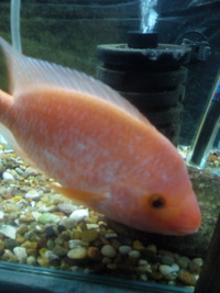 Female Midas cichlid