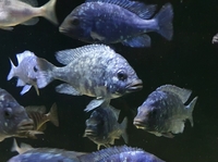 Placidochromis sp phenochilus tanzania