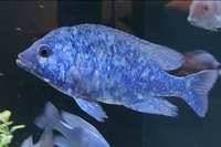 Placidochromis sp phenochilus tanzania