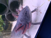 Female Melanoid Axolotl