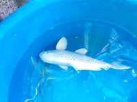 7 x Koi carp for sale 24 inches - 28 inches