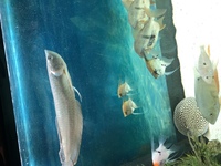 12/13 inch silver arowana