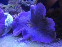 Purple Carpet Anenome