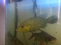 RARE XINGU PEACOCK BASS