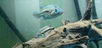 Dovii Wolf Cichlid F1 Pair