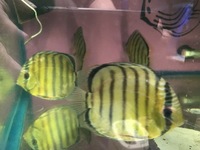 Over 800 discus in stock @ CHESHIRE OAKS DISCUS..from £20. stock on youtube