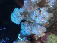 Candy Cane Coral