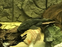 Leopard pleco panaque