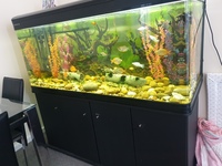 5ft 520 Ltr fish tank for sale