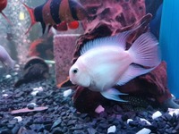 Snow white parrot fish £10