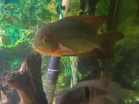 breeding pair chocolate cichlids leeds