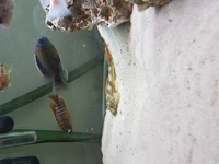 Red finned thrasher pleco 6 inch £30