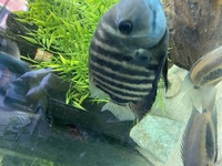 2x extra large blue Severum Cichlids