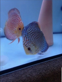 Discus fish 2”