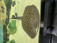 10inch motoro Stingray - Essex