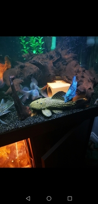 XXL cactus pleco L114