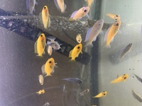 Malawi Cichlids Fry