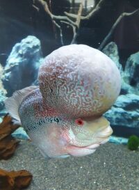 Male Red Dragon Flowerhorn 8 inch £85