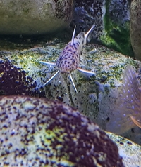 Adult f1 synodontis petricola 7cm+