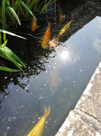 15 Koi for sale including pump, filter and control box