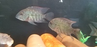 SOLD SOLD SOLD FOR SALE: 4 x Wild Parrot Cichlids Hoplarchus Psittacus £100