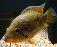 PARACHROMIS Friedrichsthalii (Freddys)