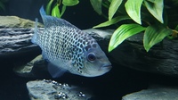 BEANI CICHLID