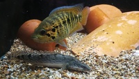 PARACHROMIS Friedrichsthalii (Freddys)