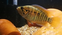 PARACHROMIS Friedrichsthalii (Freddys)