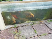 Pond for sale ... 30+ mixed carps, goldfish