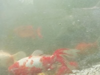 Pond for sale ... 30+ mixed carps, goldfish