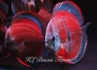 Discus Studio Top Quality Discus and Related Products