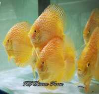 Discus Studio Top Quality Discus and Related Products