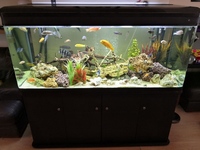 BOYU 520L Aquarium with cabinet, cichlids, external filters and tons of extras