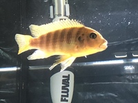 male yellow cichlid