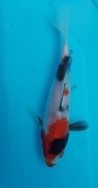 Japanese koi carp sale..