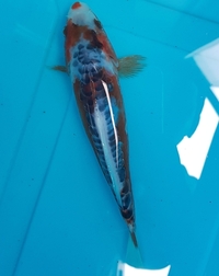 Japanese koi carp sale..