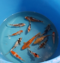 Japanese koi carp sale..