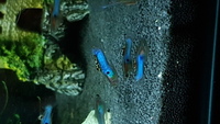 Japan Blue Endlers for sale