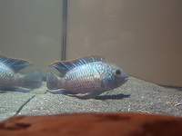 Paratilapia Pollenii, Tiger Oscar, E. Blue Acara plus more