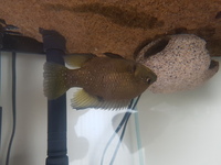 Paratilapia Pollenii, Tiger Oscar, E. Blue Acara plus more