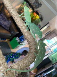 Yemen Chameleon young for sale