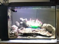 Fluval Sea Evo 52L, PS2 Skimmer, 2 Midnight Clowns, Snowflake EEL