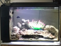 Fluval Sea Evo 52L, PS2 Skimmer.