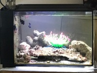 Fluval Sea Evo 52L, PS2 Skimmer.