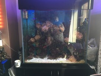 Marine tank and full set up £600