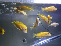 (SOLD) Tropheus Red Bishops